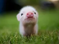 Piggies! Piggies!