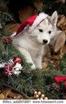 Kodi the santa dog Kodi the santa dog