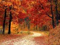 Fall
