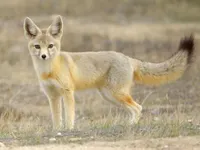 Kit Fox Kit Fox