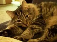 Tabby Cat Tabby Cat