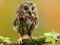This owl! This owl!
