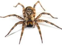 Spiders Spiders