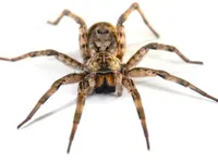 Spiders Spiders