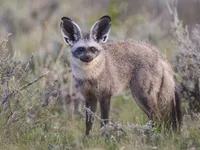 Bat-Eared Fox Bat-Eared Fox