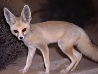 Pale Fox Pale Fox