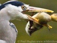 Get your insides eaten to a family ( alive ) Get your insides eaten to a family ( alive )