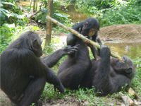 More Billy? More mOnkeys? YAS! More Billy? More mOnkeys? YAS!