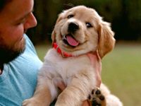 Eat A Puppy Eat A Puppy