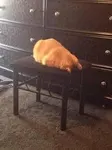 Dis Kitty