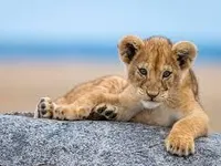 Lion cub