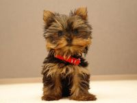 Yorkie