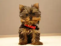 Yorkie