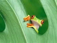 Frogs Frogs