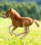 horse horse