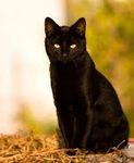 RavenHeart RavenHeart