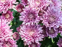 Chrysanthemum (November) Chrysanthemum (November)