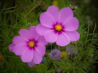Cosmos (October) Cosmos (October)