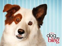 Dog With A Blog Dog With A Blog