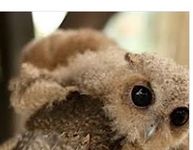 Owlets Owlets