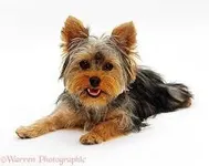 Yorkshire Terrier Yorkshire Terrier