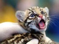 Tiger Tiger