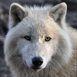 Arctic Wolf Arctic Wolf