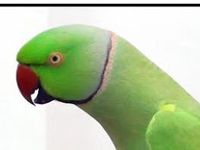 Parrots