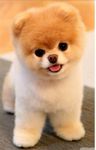 Be a cute little pupper! Be a cute little pupper!