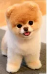 Be a cute little pupper!