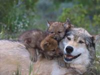"Get Up, Mama! It's Time To Play!" "Get Up, Mama! It's Time To Play!"