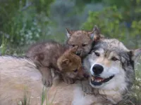 "Get Up, Mama! It's Time To Play!" "Get Up, Mama! It's Time To Play!"