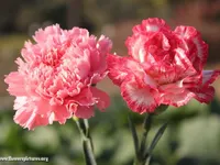 Carnation (January) Carnation (January)