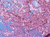 Cherryblossomchild Cherryblossomchild