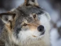 WOLVES!