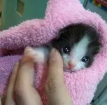 Oreo Oreo