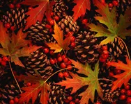 Fall ! Fall !
