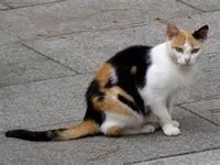 Calico Cat Calico Cat