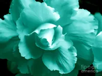 Teal Teal