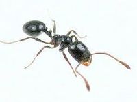 Little Black Ant Little Black Ant