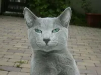 Russian Blue Cat Russian Blue Cat