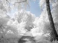 White White