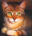 Crookedstar Crookedstar