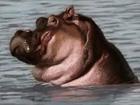 HIPPO HIPPO