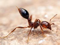 Fire Ant Fire Ant