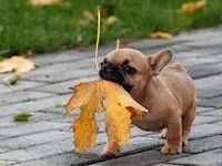 This cute dog This cute dog