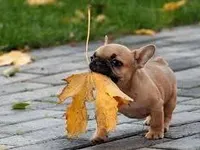 This cute dog This cute dog