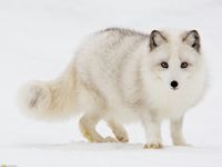 Wolf Wolf