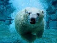 Polar bears ( my vote but I like them all ) Polar bears ( my vote but I like them all )