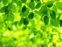 Green Green